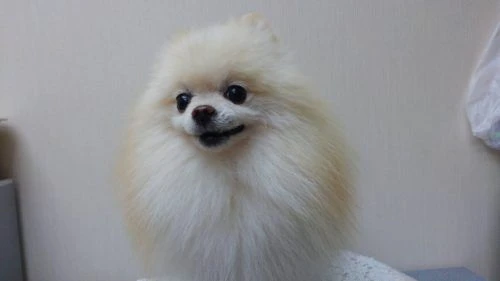 thumbnail_1505040366477