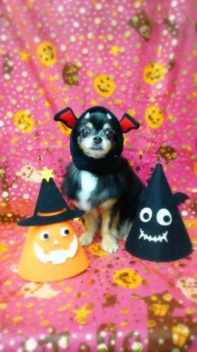 thumbnail_17-10-20-11-07-55-133_deco