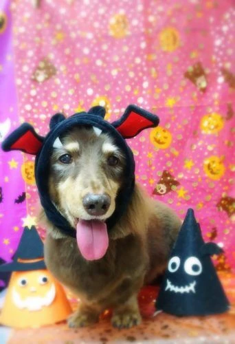 thumbnail_17-10-21-11-28-30-585_deco