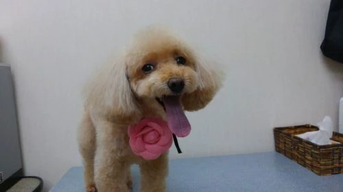 thumbnail_1509704166791