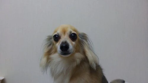 thumbnail_1511690774406